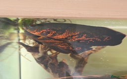 Cichlids fish for sale: Oscars/cichlids - Image 6