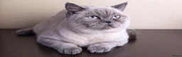 British Shorthair cats for sale: British Shrthair cross kittens - Advert 8