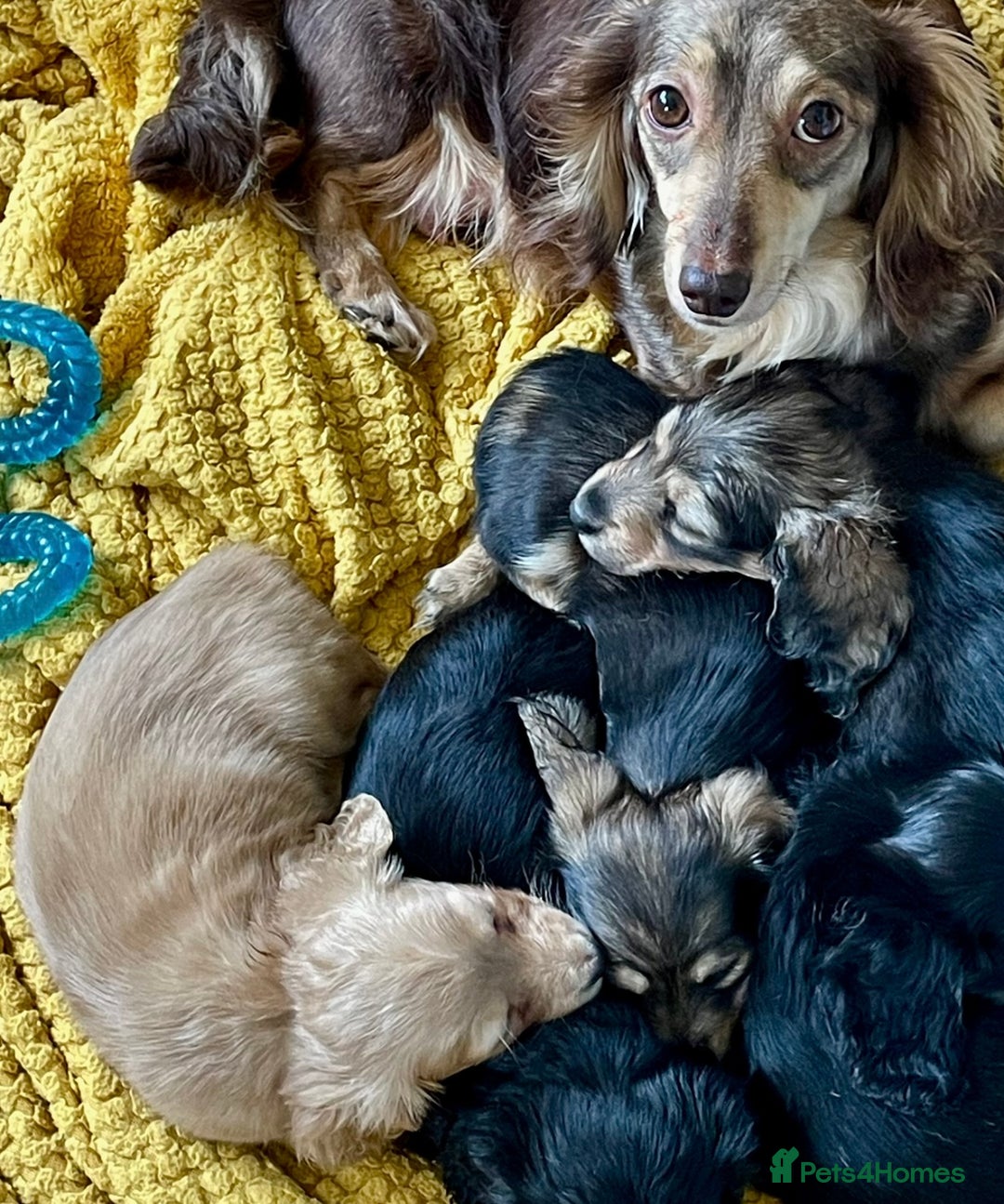 Miniature Dachshund dogs for sale: Miniature Longhaired Dachshunds - Image 8