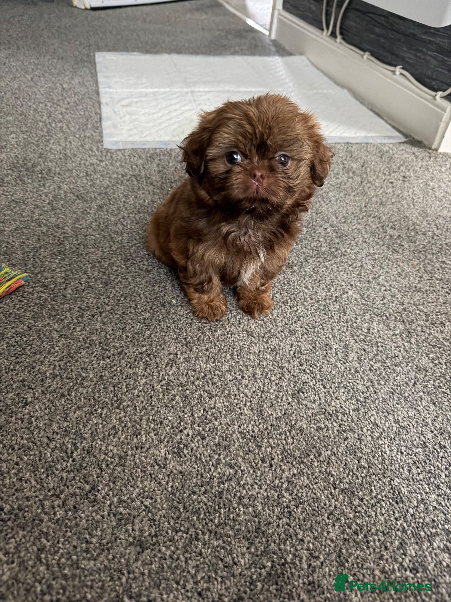 Shih Tzu dogs Male shih tuz - Advert 4