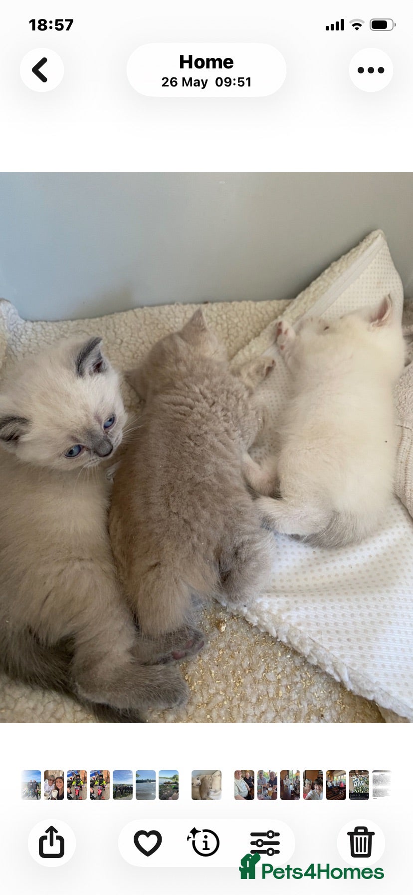 British Shorthair cats Gccf Registered kittens  - Advert 1