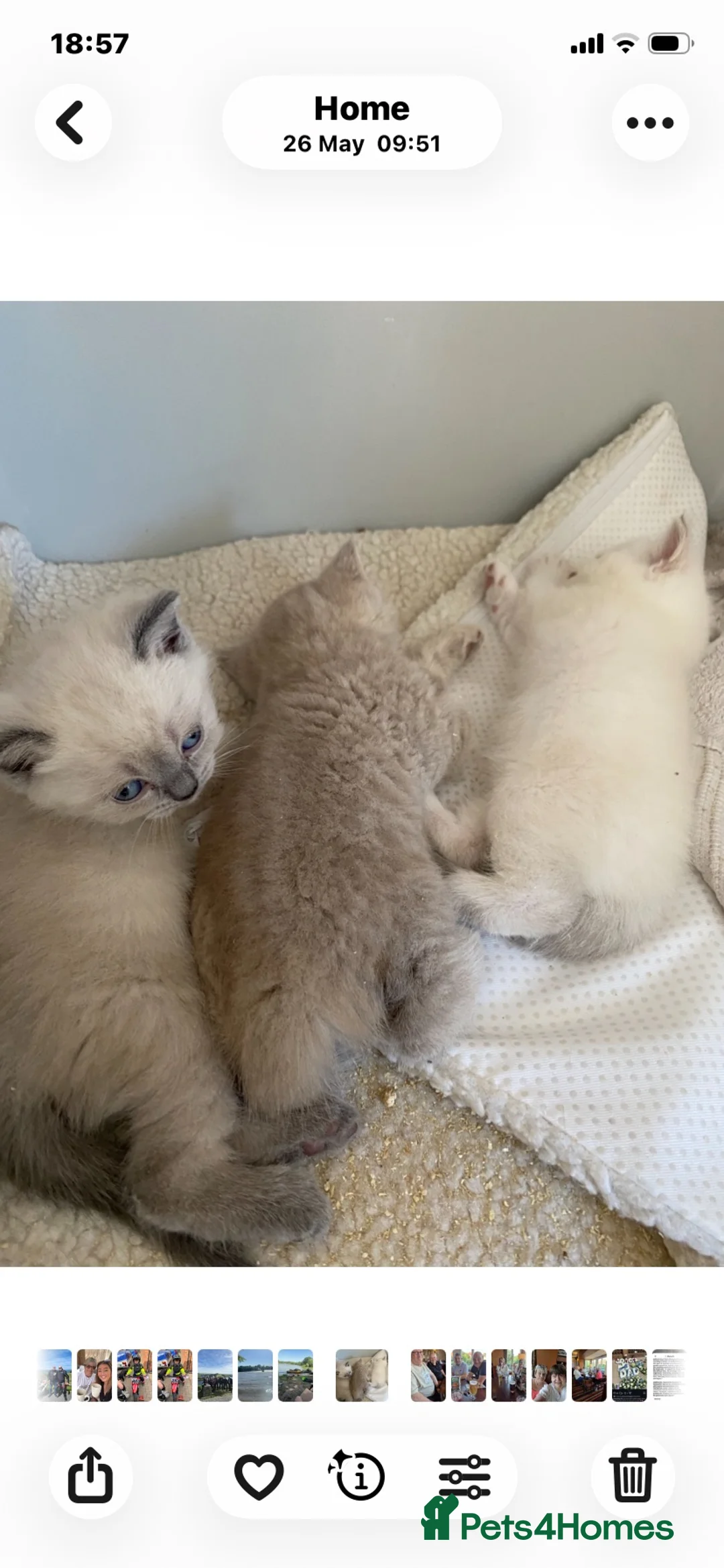 British Shorthair cats for sale: Gccf Registered kittens  - Advert 1