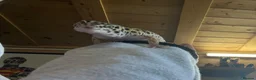 Leopard Gecko reptiles for sale: 10 month old female leopard gecko - Advert 4