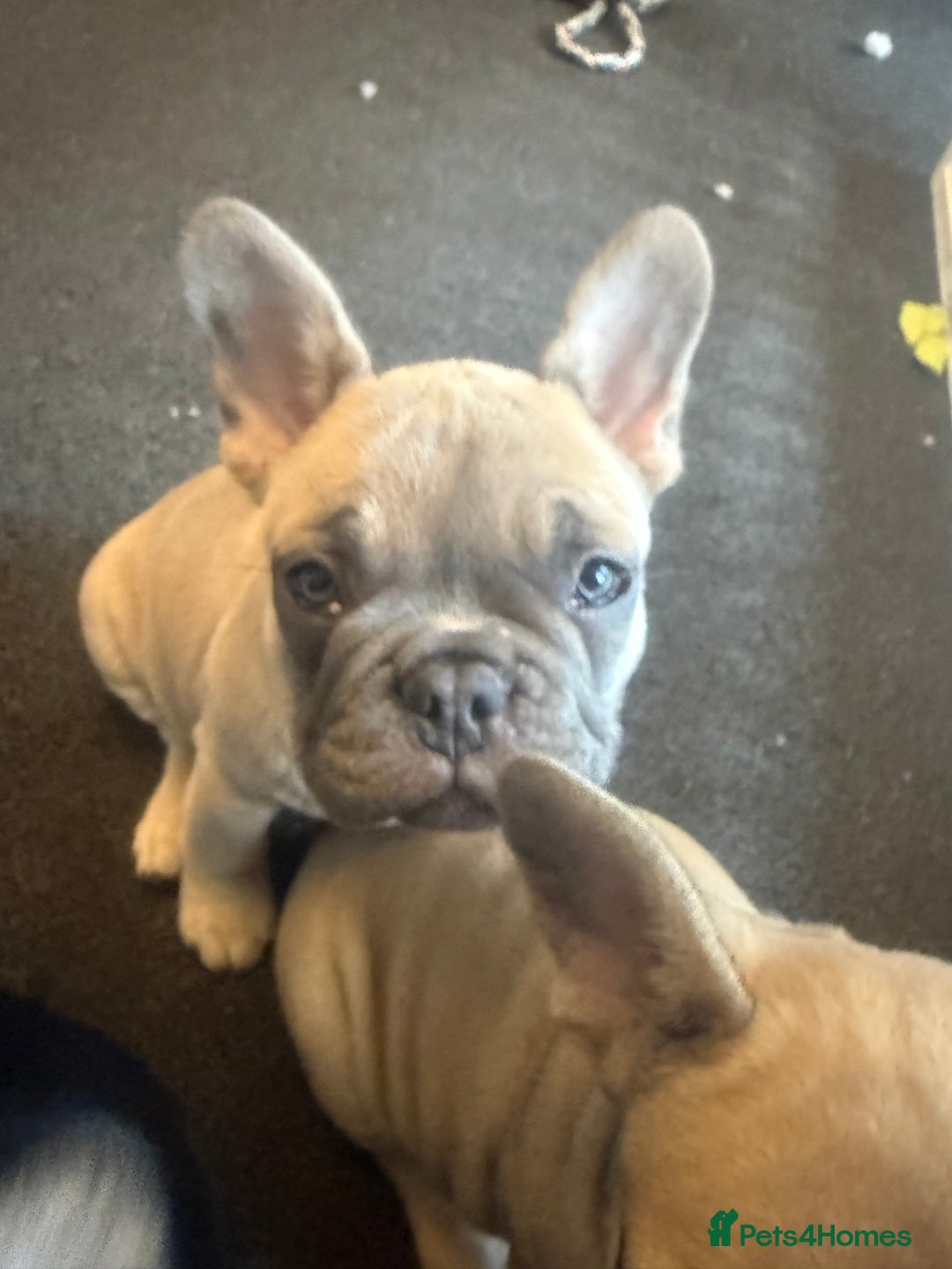 French Bulldog dogs for sale: French bulldog puppies - Image 14