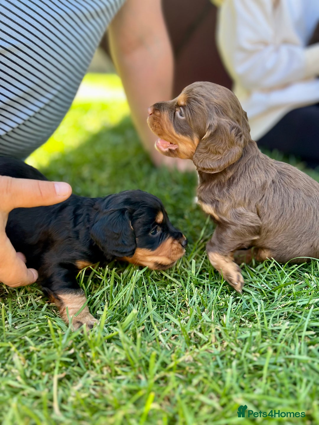 Cocker Spaniel dogs for sale: KC Registered Working Cocker Spaniel Puppies  in Shepton Mallet - Image 8