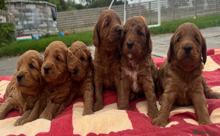 Cockapoo dogs - Advert 2