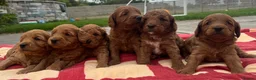 Cockapoo dogs for sale: Cockapoo Puppy  - Advert 5