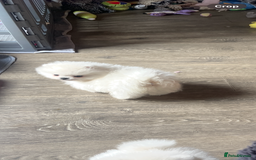 Pomeranian dogs for sale: Stunning teddybear face Boys Ready🌟 - Advert 28