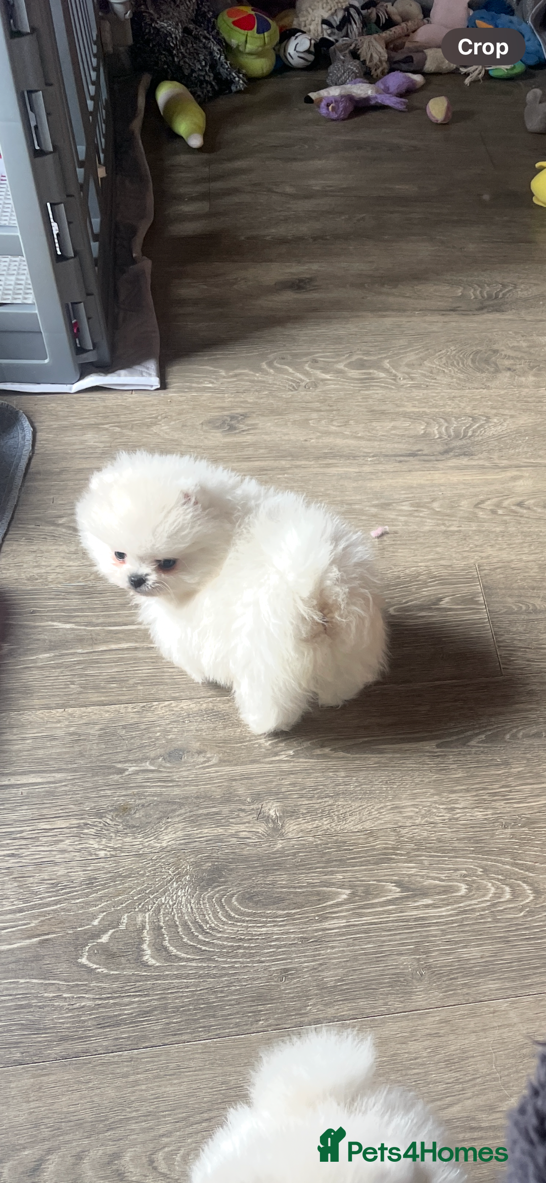 Pomeranian dogs for sale: Stunning teddybear face Boys Ready🌟 - Advert 28