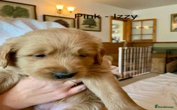 Goldendoodle dogs for sale: Golden doodle puppies ready 12th September  - Image 11