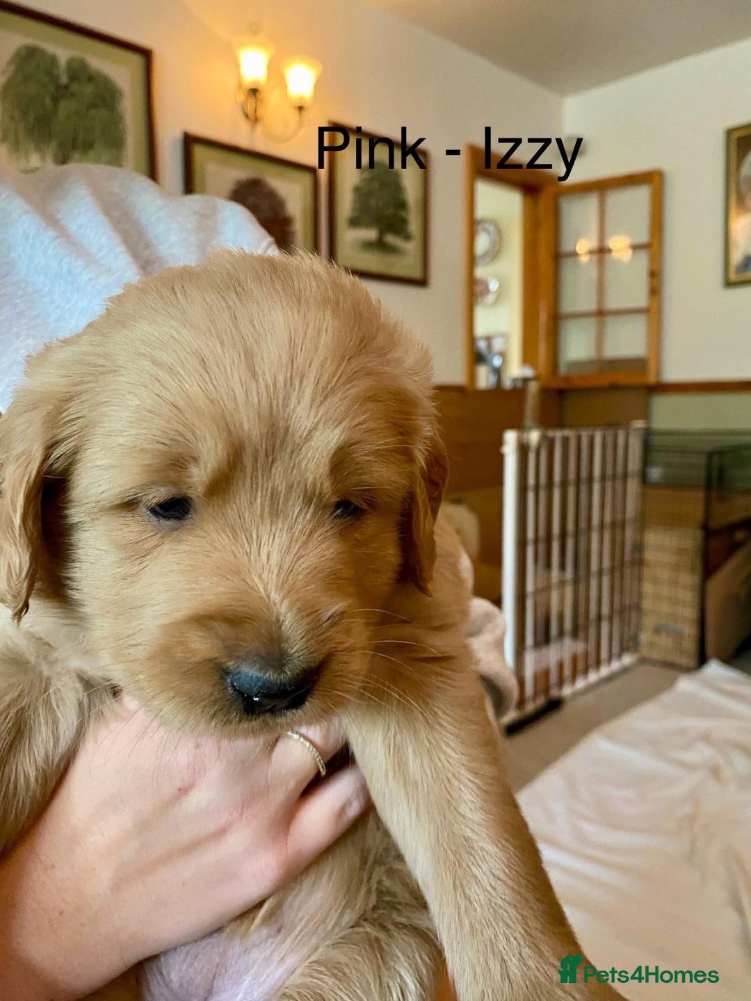 Goldendoodle dogs for sale: Golden doodle puppies ready 12th September  - Image 11