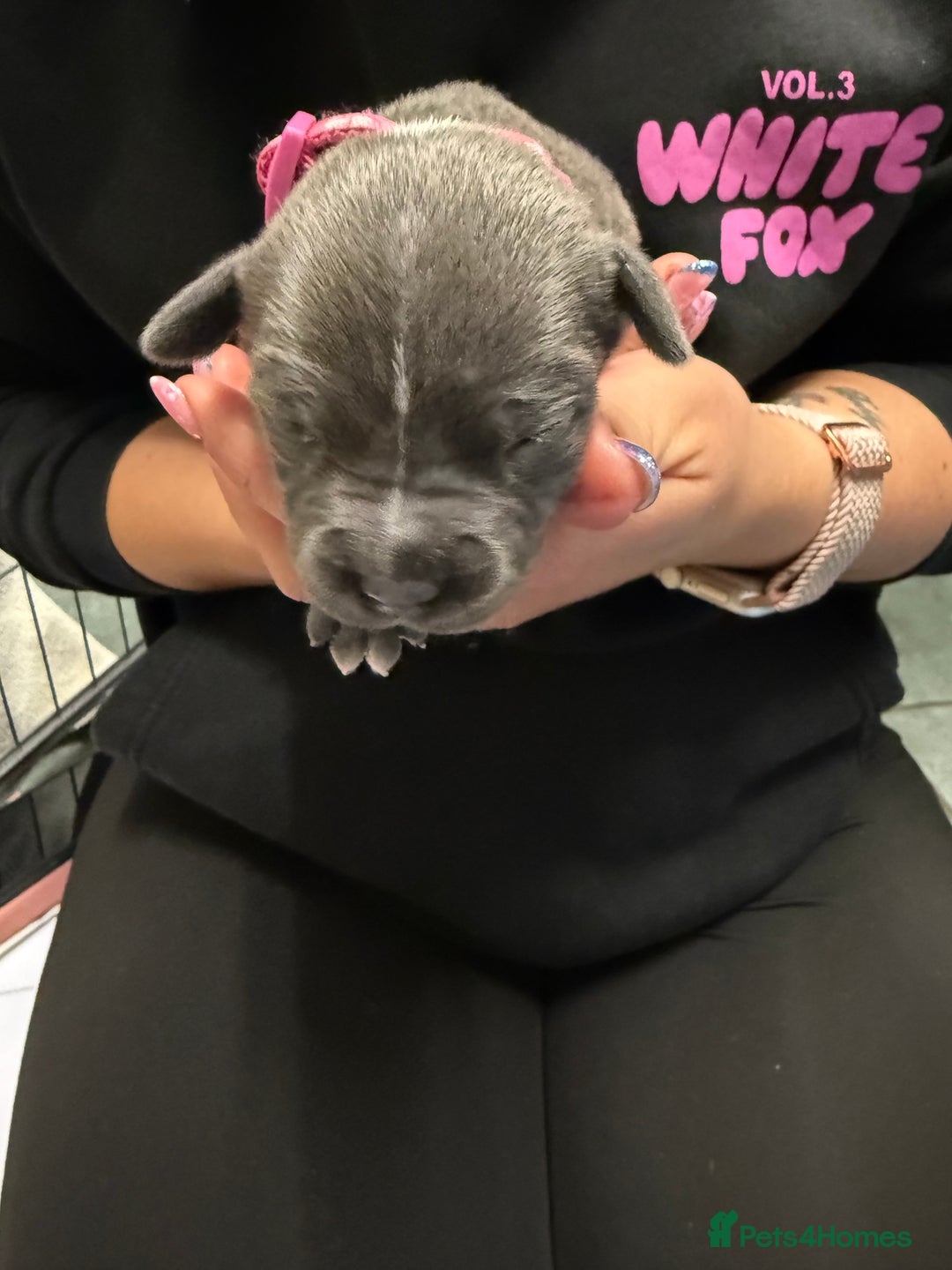 Staffordshire Bull Terrier dogs for sale: Blue Staffordshire bull terrier staffy  - Advert 17