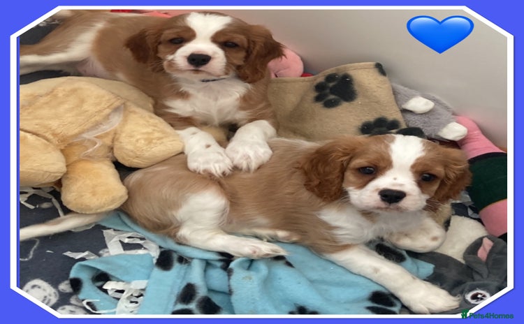 Cavalier King Charles Spaniel dogs - Advert 9