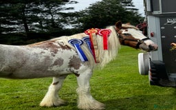 Irish Cob horses for sale: Asby Mills cob lightly backed  - Image 2