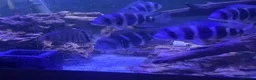 Cichlids fish for sale: Frontosa x 10 and Blue moorii dolphin x 10  - Advert 2