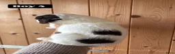 English Springer Spaniel dogs for sale: Working Pure Springer Spaniel Puppies  - Advert 3