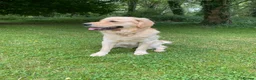 Golden Retriever dogs for sale: 5 Star ⭐️ Golden Retrievers 💙🩷🩷 - Advert 10