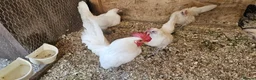 Chickens poultry for sale: 🐓 Serama Bantam Chickens 🐓 - Advert 10