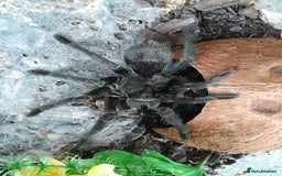 Tarantulas invertebrates for sale: Brazilian Black Sub Adult Female  - Image 6