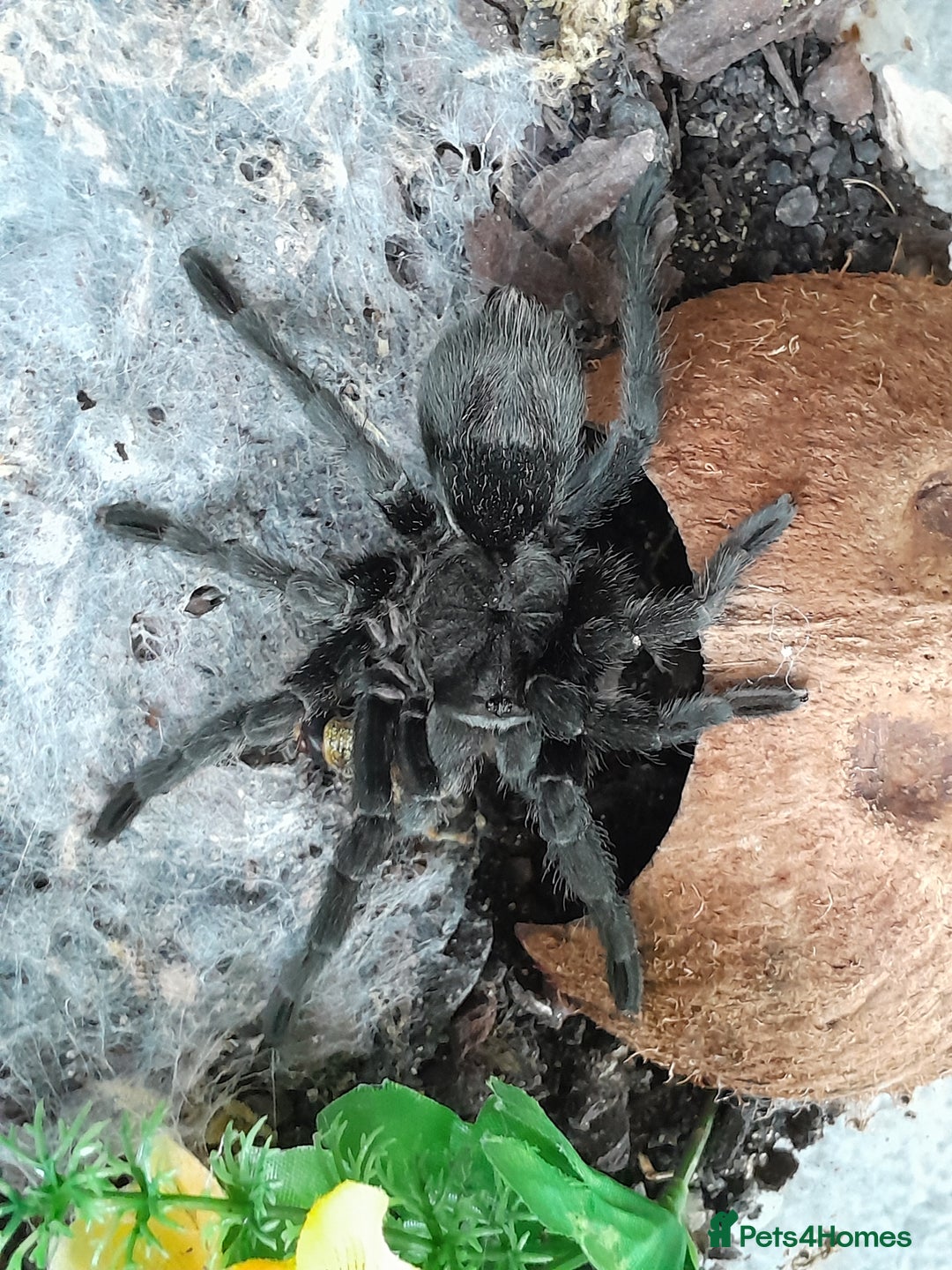 Tarantulas invertebrates for sale: Brazilian Black Sub Adult Female  - Image 6
