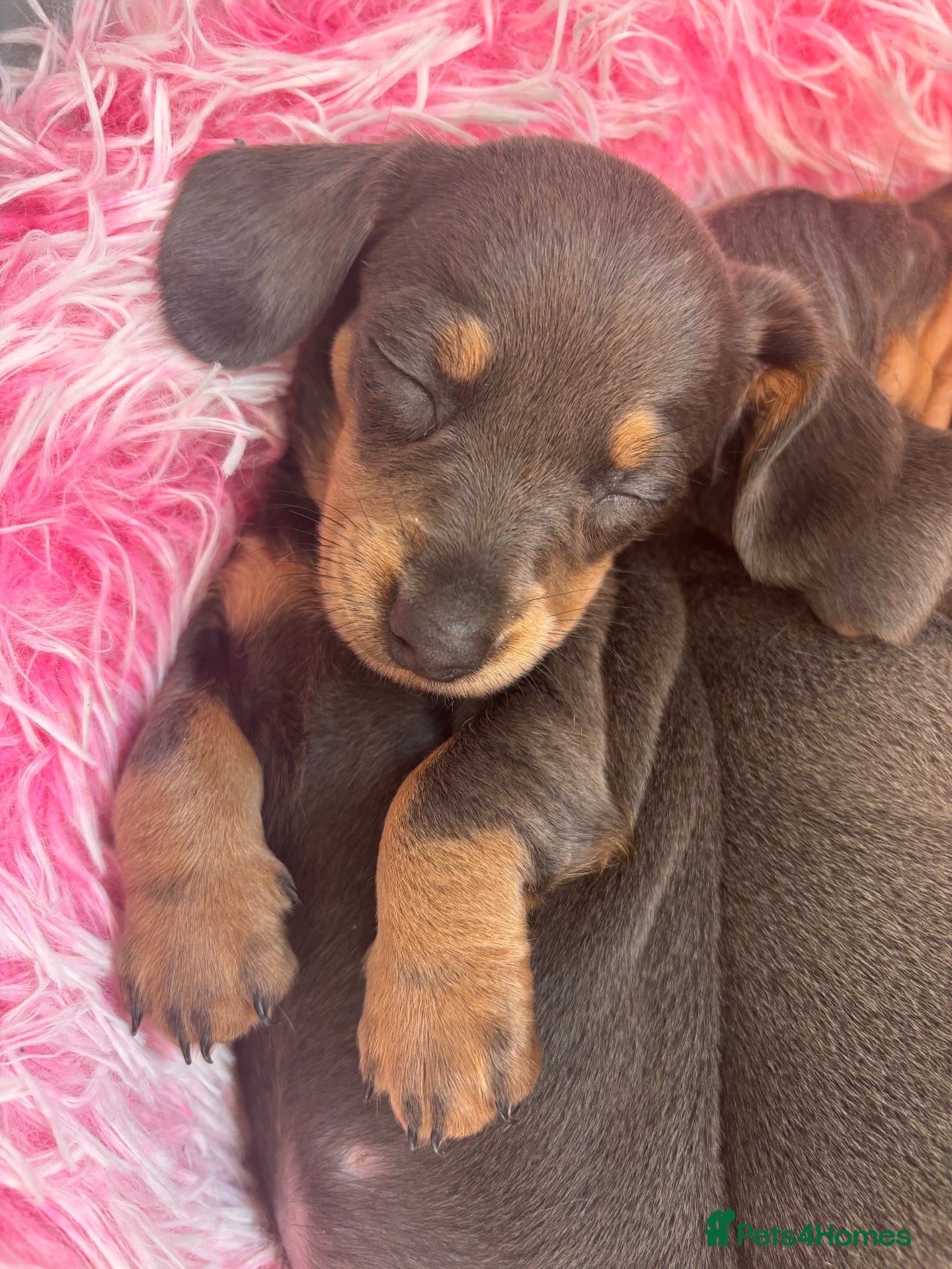 Dachshund dogs Miniature dachshund - Advert 16