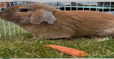 Mini Lop rabbits Spayed and neutered rabbits for adoption Vac rhd2 - Advert 2