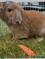 Mini Lop rabbits Spayed and neutered rabbits for adoption Vac rhd2 - Advert 2
