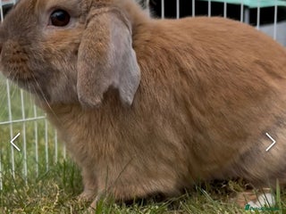 Mini Lop rabbits Spayed and neutered rabbits for adoption Vac rhd2 - Advert 17