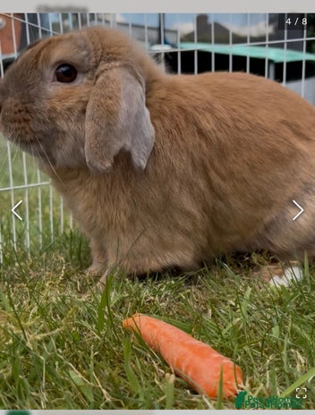 Mini Lop rabbits Spayed and neutered rabbits for adoption Vac rhd2 - Advert 6