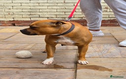 Staffordshire Bull Terrier dogs for sale: Adult Stunning Bomb Proof Staffy Girl - Image 5
