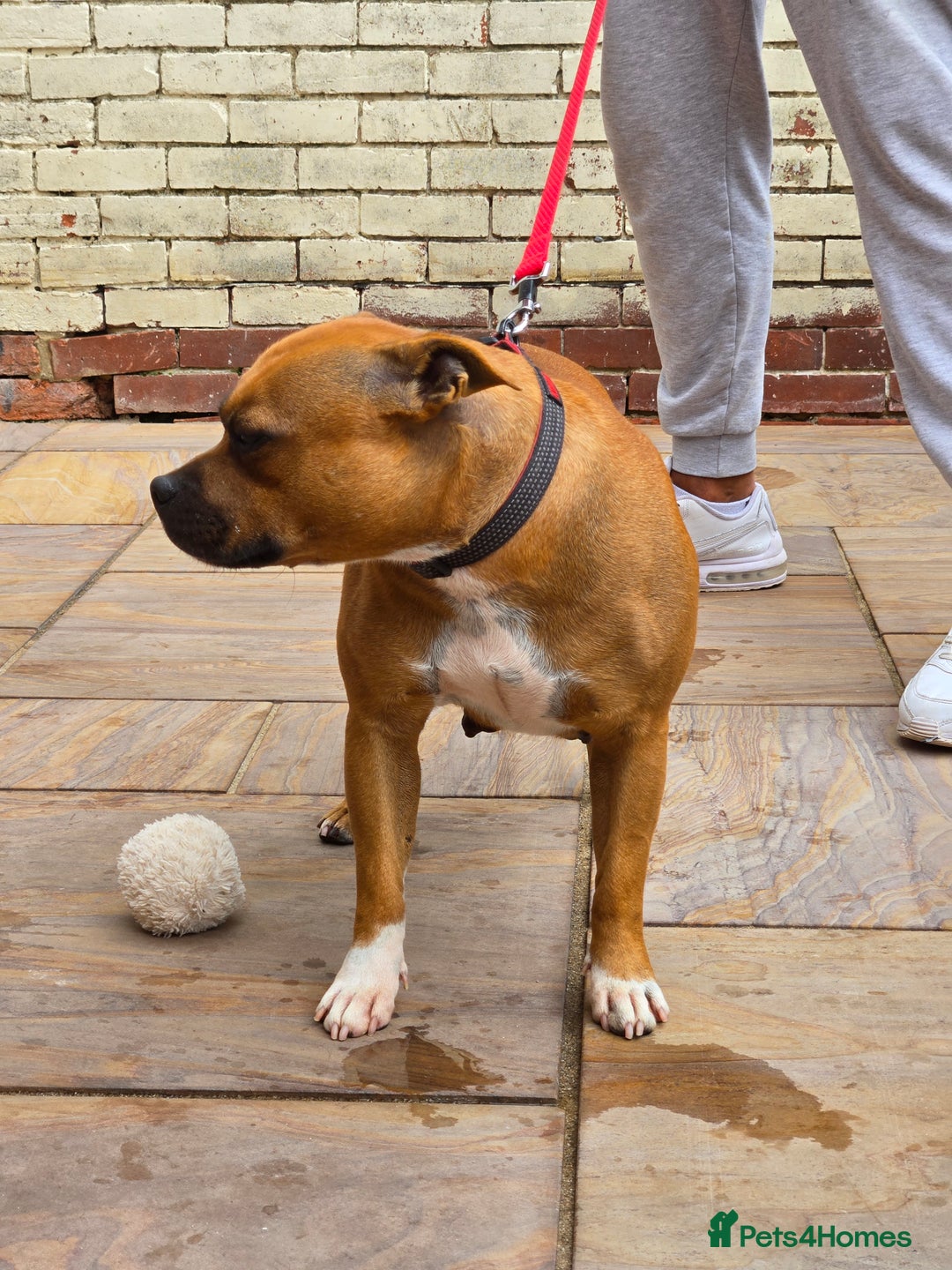 Staffordshire Bull Terrier dogs for sale: Adult Stunning Bomb Proof Staffy Girl - Image 5
