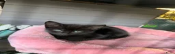 Mixed Breed cats for sale: Persian x Siamese kittens READY TO LEAVE  in Crickhowell - Advert 3