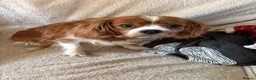 Cavalier King Charles Spaniel dogs for sale: Cavalier King Charles spaniel puppies in Worcester - Advert 7