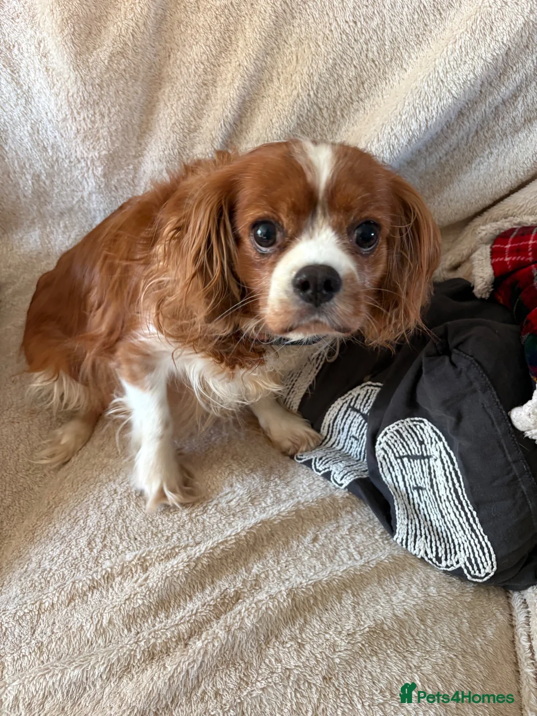 Cavalier King Charles Spaniel dogs for sale: Cavalier King Charles spaniel puppies in Worcester - Advert 7