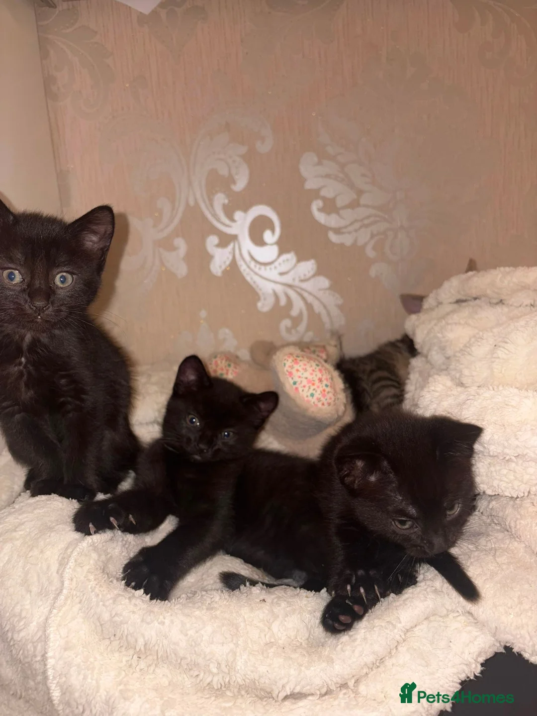 Mixed Breed cats for sale: 2 Black Girl Kittens - Advert 2