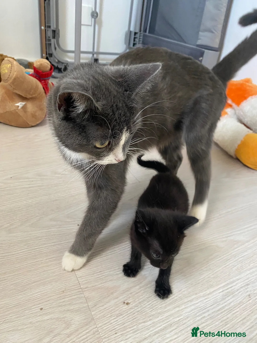 Mixed Breed cats for sale: 2 male kittens ready to leave 3rd September  - Advert 2