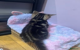 Mixed Breed cats for sale: Adorable Kittens Looking for Their Forever Homes - Advert 6