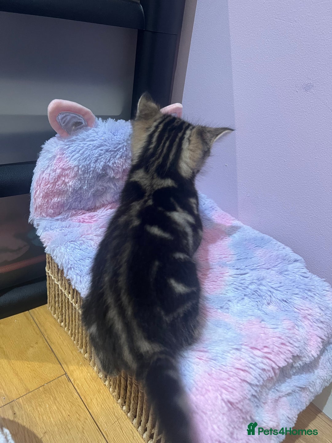 Mixed Breed cats for sale: Adorable Kittens Looking for Their Forever Homes - Advert 6