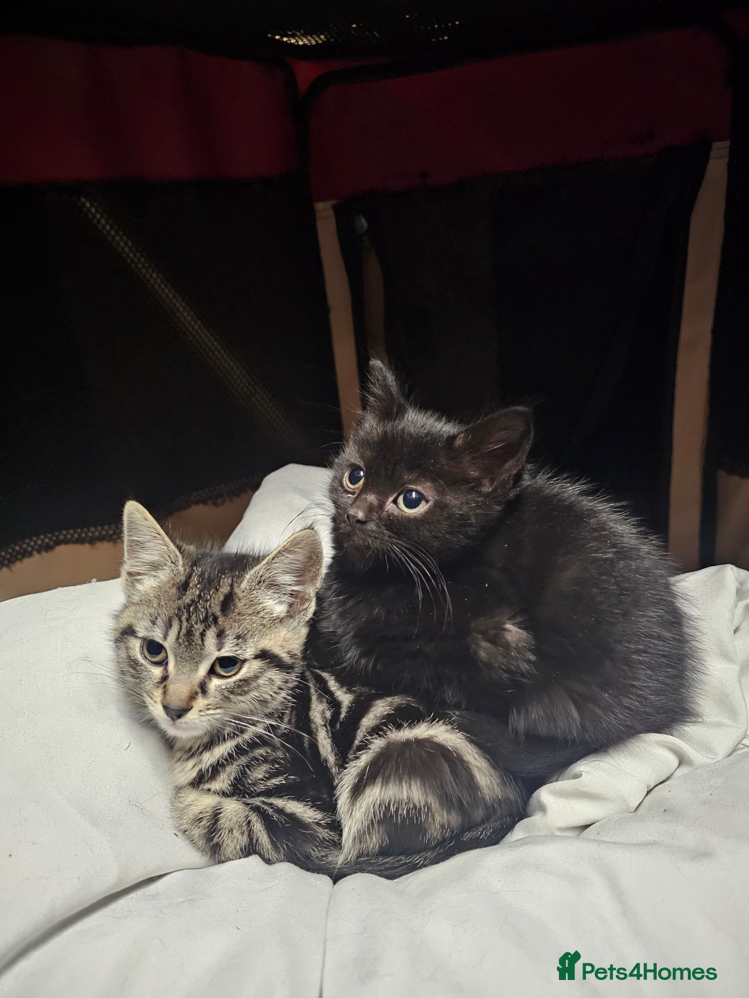 Mixed Breed cats for sale: 4 Gorgeous Bombay-Heritage Kittens- Litter Trained - Advert 35