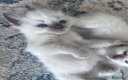 Ragdoll cats for sale: Pure breed ragdolls - Image 14