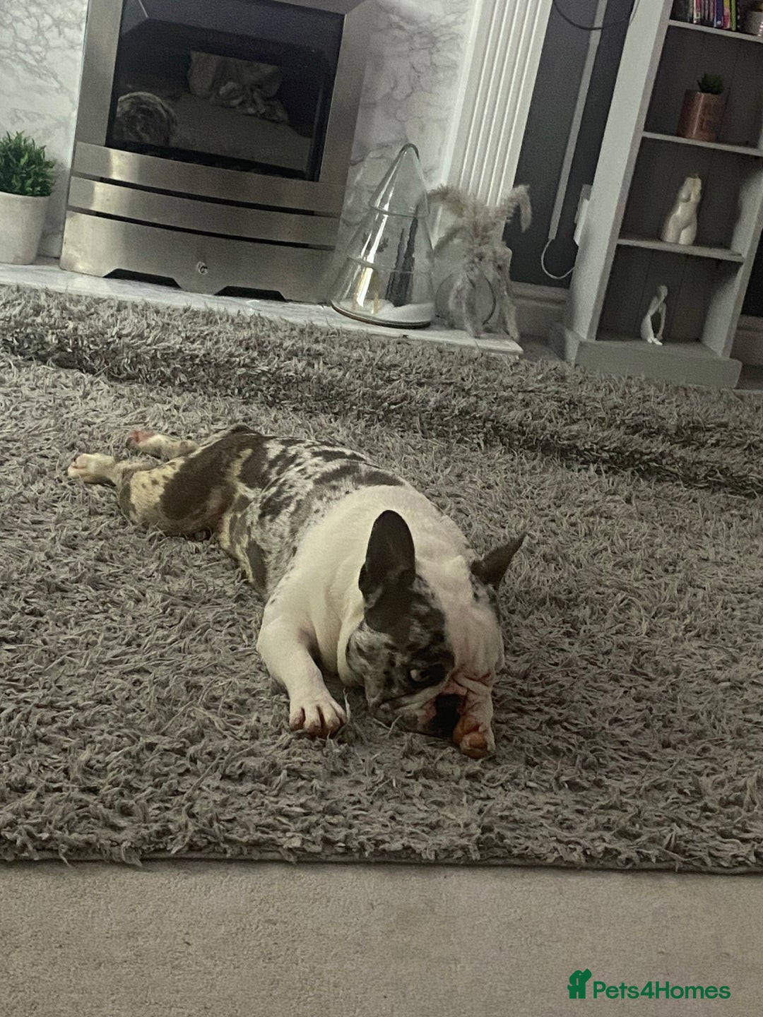 French Bulldog dogs for sale: Beautiful merle French bulldog - Advert 2