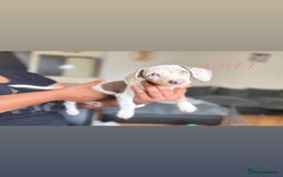 Miniature Dachshund dogs for sale: 3 gorgeous miniature dachshunds  - Image 1