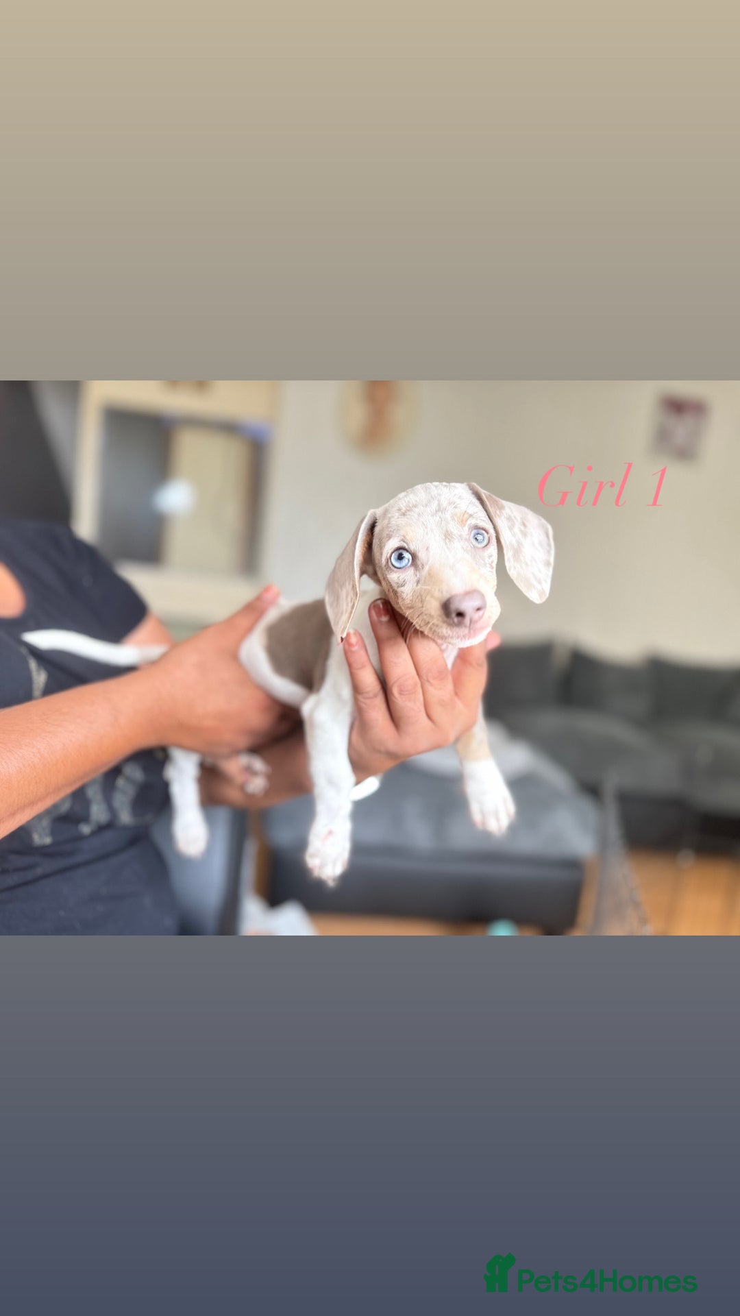 Miniature Dachshund dogs for sale: 3 gorgeous miniature dachshunds  - Image 1