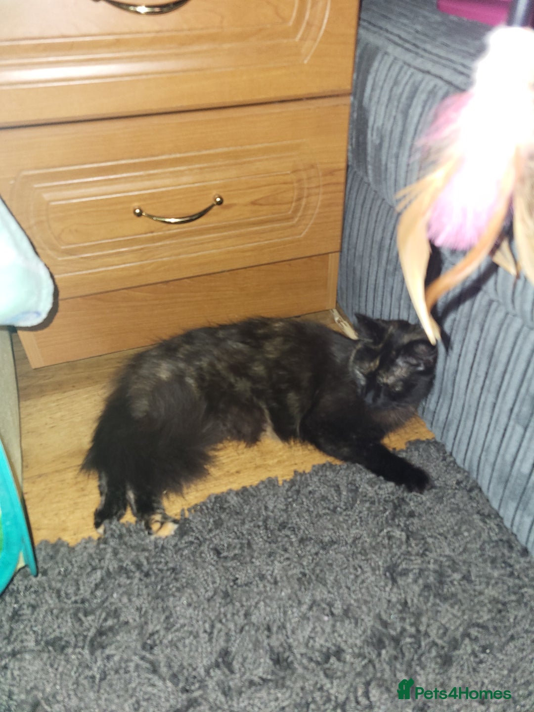 Mixed Breed cats for sale: Beautiful tortoiseshell for sale  - Image 3