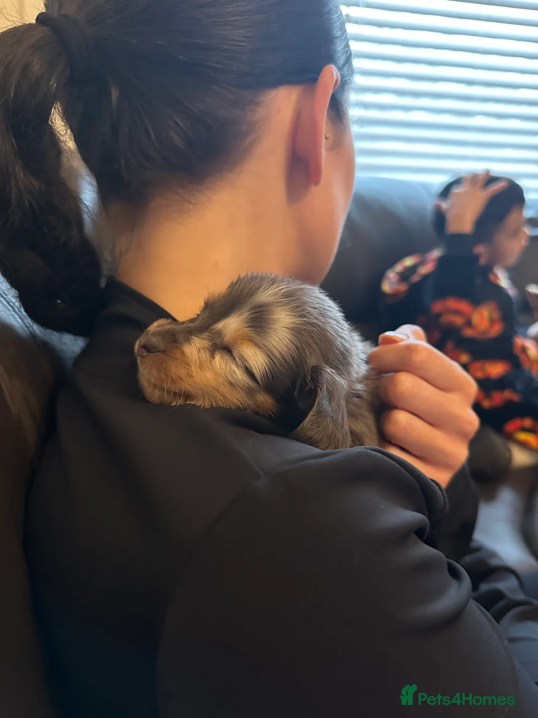 Miniature Dachshund dogs for sale: Longhairded dapple mini dachshunds  - Advert 14