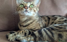 Bengal cats for sale: Bengal female - Image 2