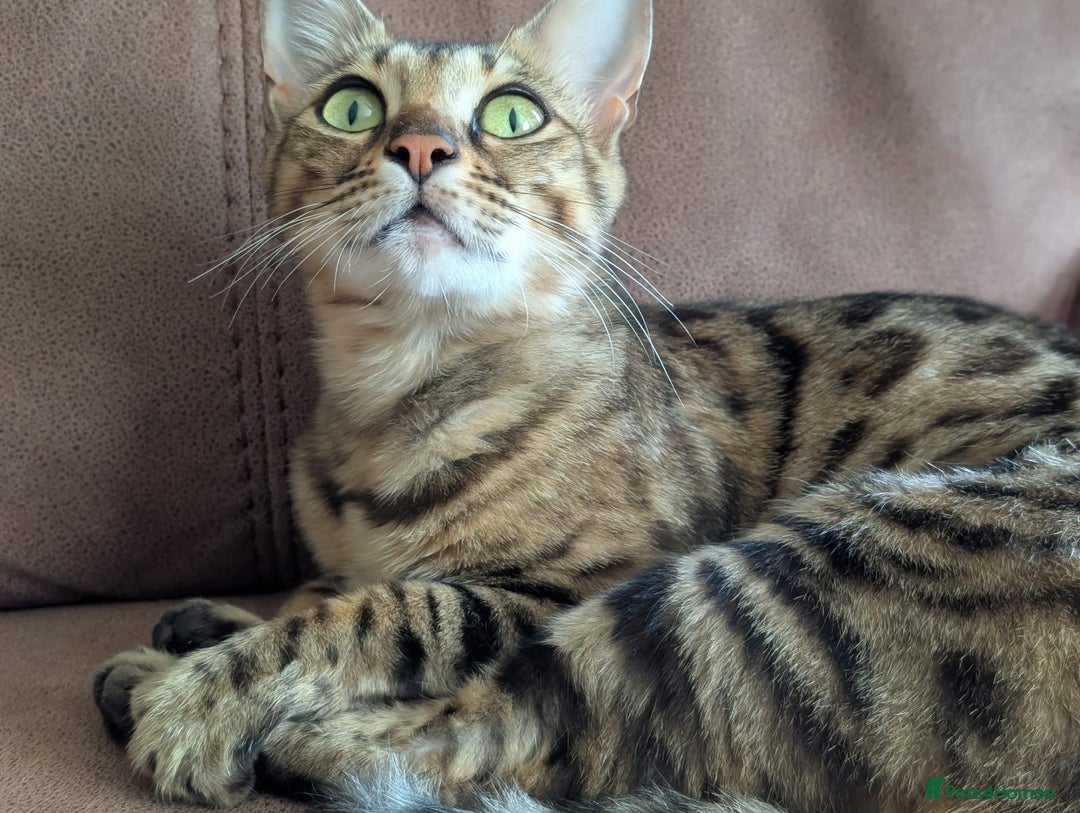 Bengal cats for sale: Bengal female - Image 2