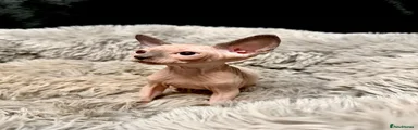 Sphynx Kitten 3 - Cream Seal Point Female