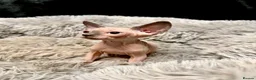Sphynx cats for sale: TICA Reg Sphynx Kittens, Extensive Genetic Testing - Advert 5