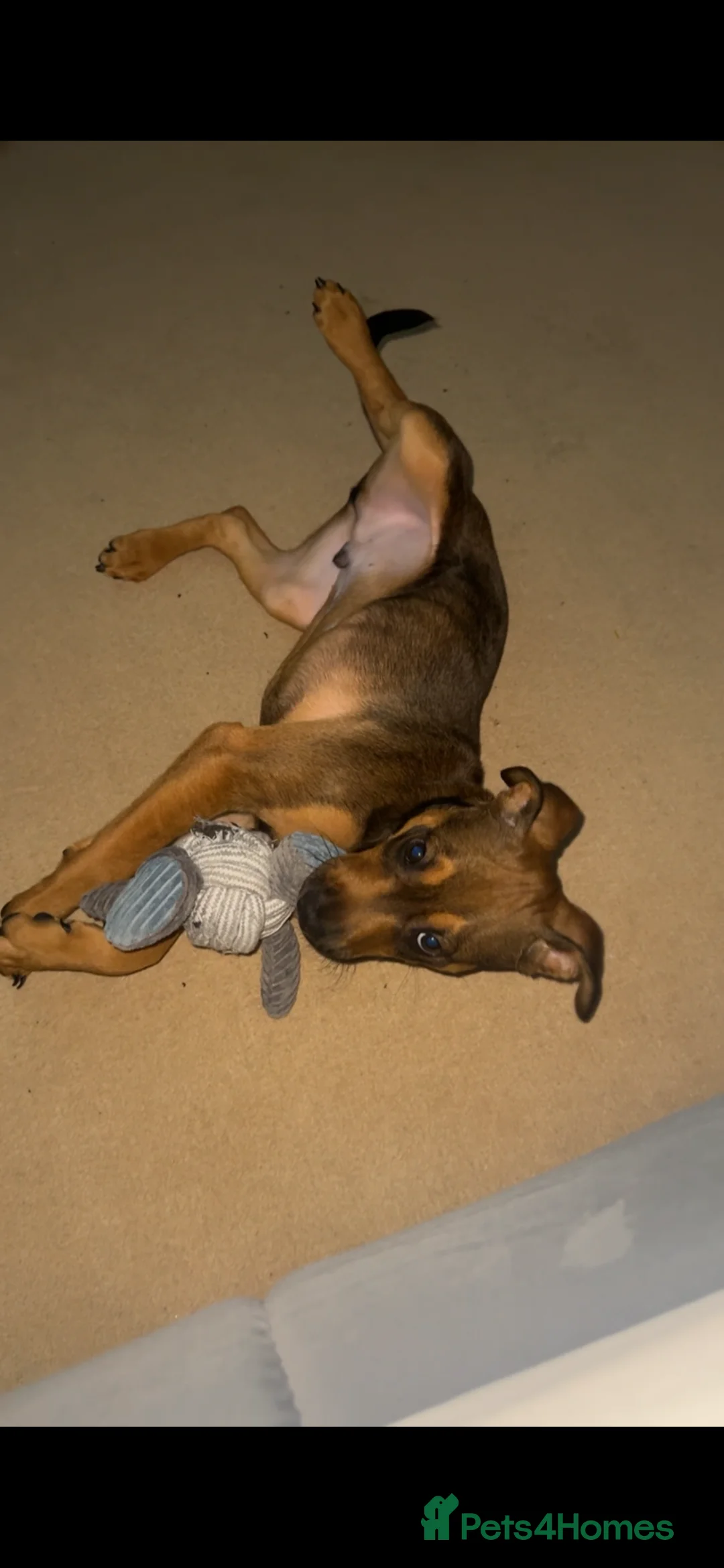 Springador dogs for sale: Freddie  - Advert 7